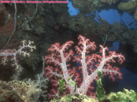soft coral