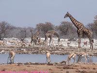 waterhole