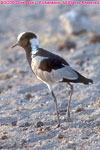 blacksmith lapwing