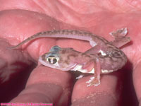 Palmato gecko on hand