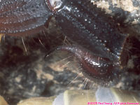 barb of yellow scorpion