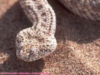 sidewinder