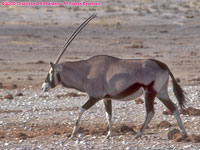oryx