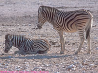 zebra and colt