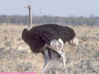 male ostrich
