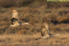 cranes in flight