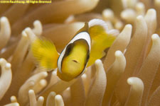 clownfish