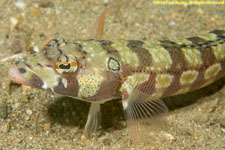 sandperch
