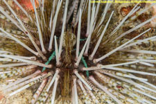 urchin