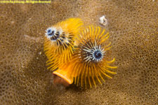 Christmas-tree worm