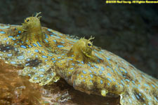 peacock flounder