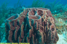 barrel sponge