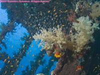 soft coral on wreck