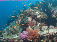 soft coral and anthias on wreck
