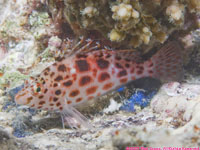 pixie hawkfish