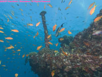 anthias over wreck