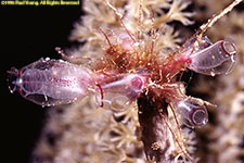 tunichates