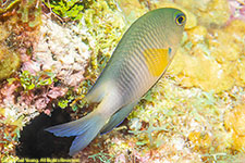 damselfish