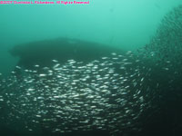 school of fish