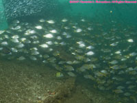 school of fish