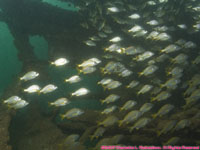 school of fish