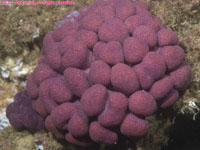 purple coral