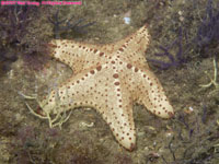 sea star