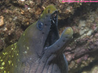 Mediterranean moray eel