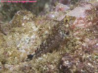 blenny