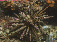 pencil urchin