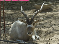 addax antelope