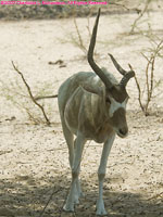 addax antelope