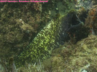 Mediterranean moray eel