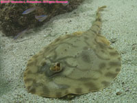 undulate skate