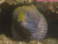 Mediterranean moray eel