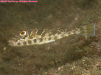 brown puffer