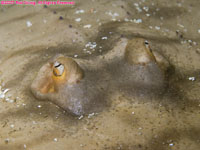 undulate skate eyes closeup