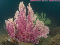 pink grgonium
