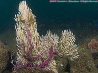 purple and white gorgonium