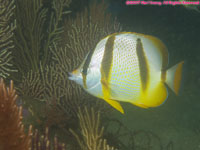 Hoeffler's butterflyfish