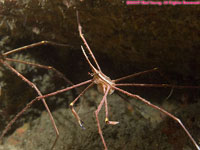arrow crab