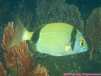 two-banded bream