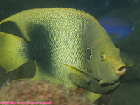 West African angelfish