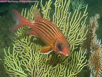 eastern Atlantic squirrelfish