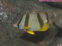 Hoeffler's butterflyfish