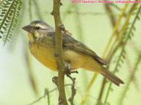 yellow-fronted canary
