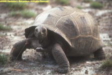 tortoise