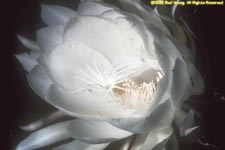 queen-of-the-night flower