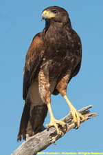 Harris hawk