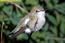 female hummingbird